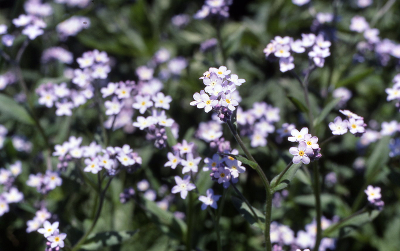 myosotis