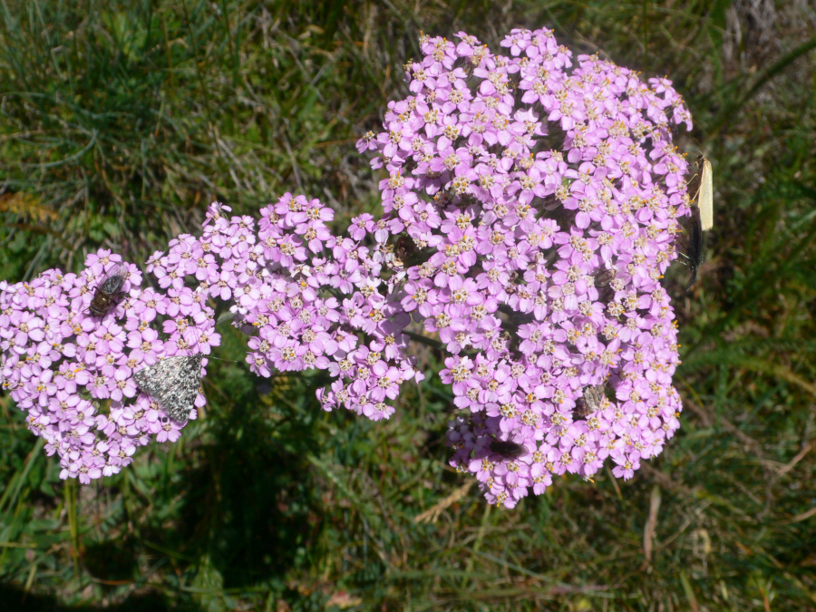 ODINELIXIR Essence florale d'Achillée rose