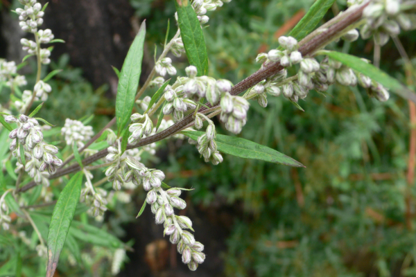 ODINELIXIR Essence florale d'Armoise