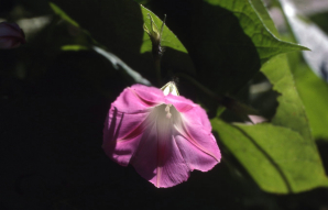 Essence florale de Belle de jour
