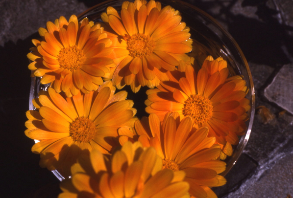 Essence florale de Calendula