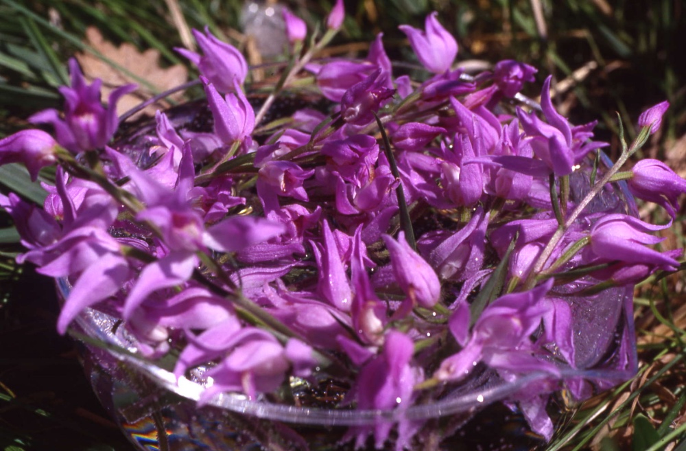 ODINELIXIR Essence florale de Cephalanthère rouge