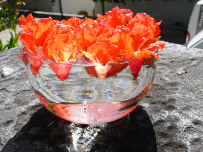 Essence florale de grenadier