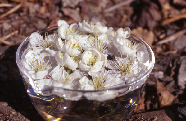 ODINELIXIR Essence florale de Griottier