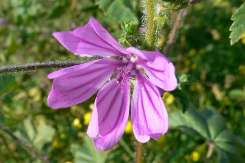 ODINELIXIR Essence florale de mauve