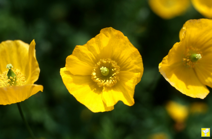 Essence florale de coquelicot de californie