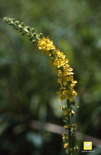 Fleurs de Bach suisses ODINELIXIR Nr 1 Agrimony