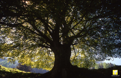 Fleurs de Bach suisses ODINELIXIR Nr 3 Beech