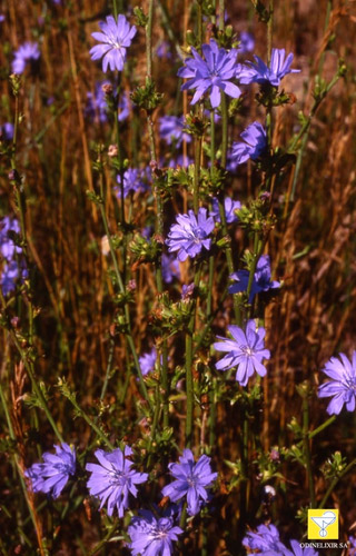 Bachblüte Nr. 8 Chicory