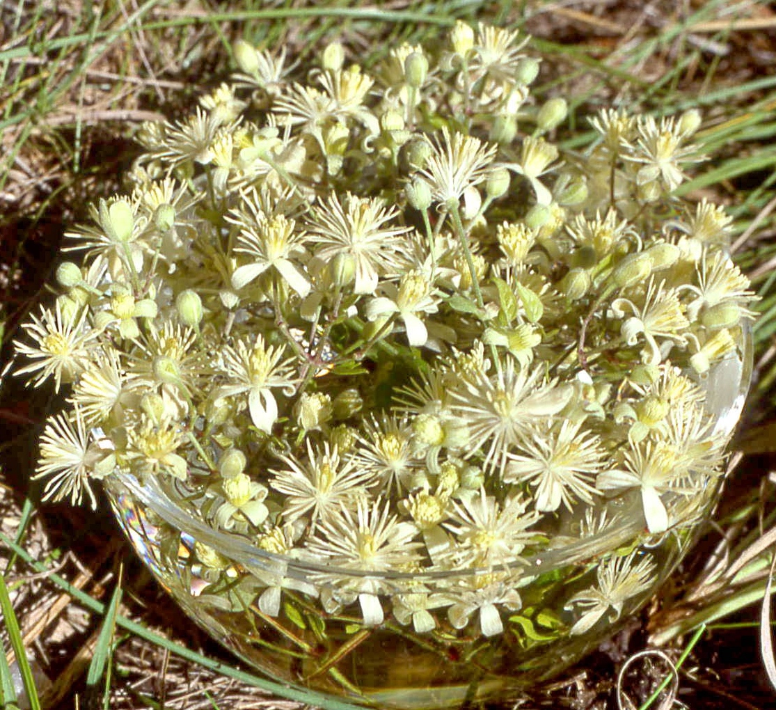 Fleurs de Bach suisses ODINELIXIR Nr 9 Clematis