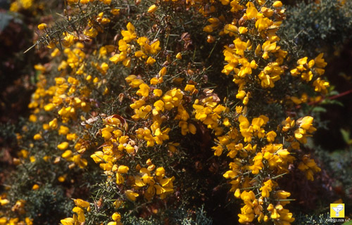 Bachblüte Nr. 13 Gorse