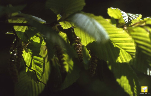 Bachblüte Nr. 17 Hornbeam