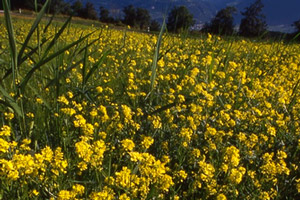 Fleurs de Bach Nr 21 Mustard