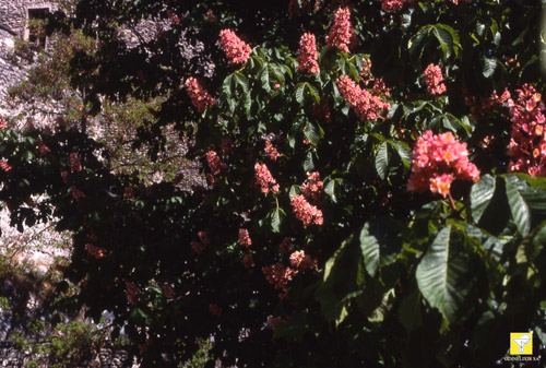 Bachblüte Nr. 25 Red Chestnut 