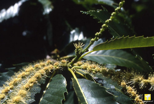 Fleurs de Bach suisses Nr 30 Sweet Chestnut