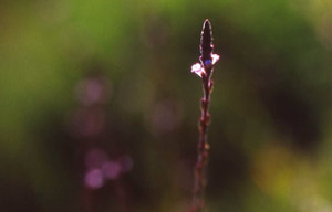 Bachblüte Nr. 31 Vervain