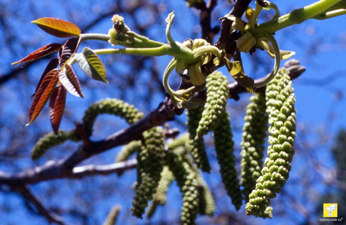 Bachblüte Nr. 33 Walnut