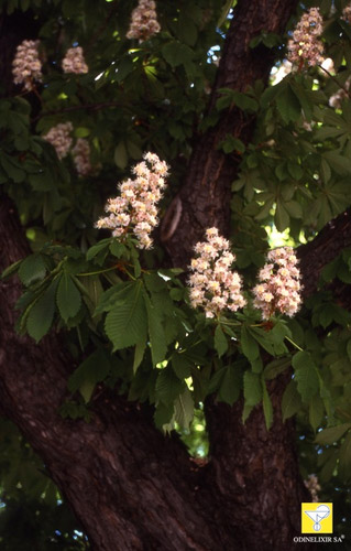 Fleurs de Bach suisses Nr 35 White Chestnut